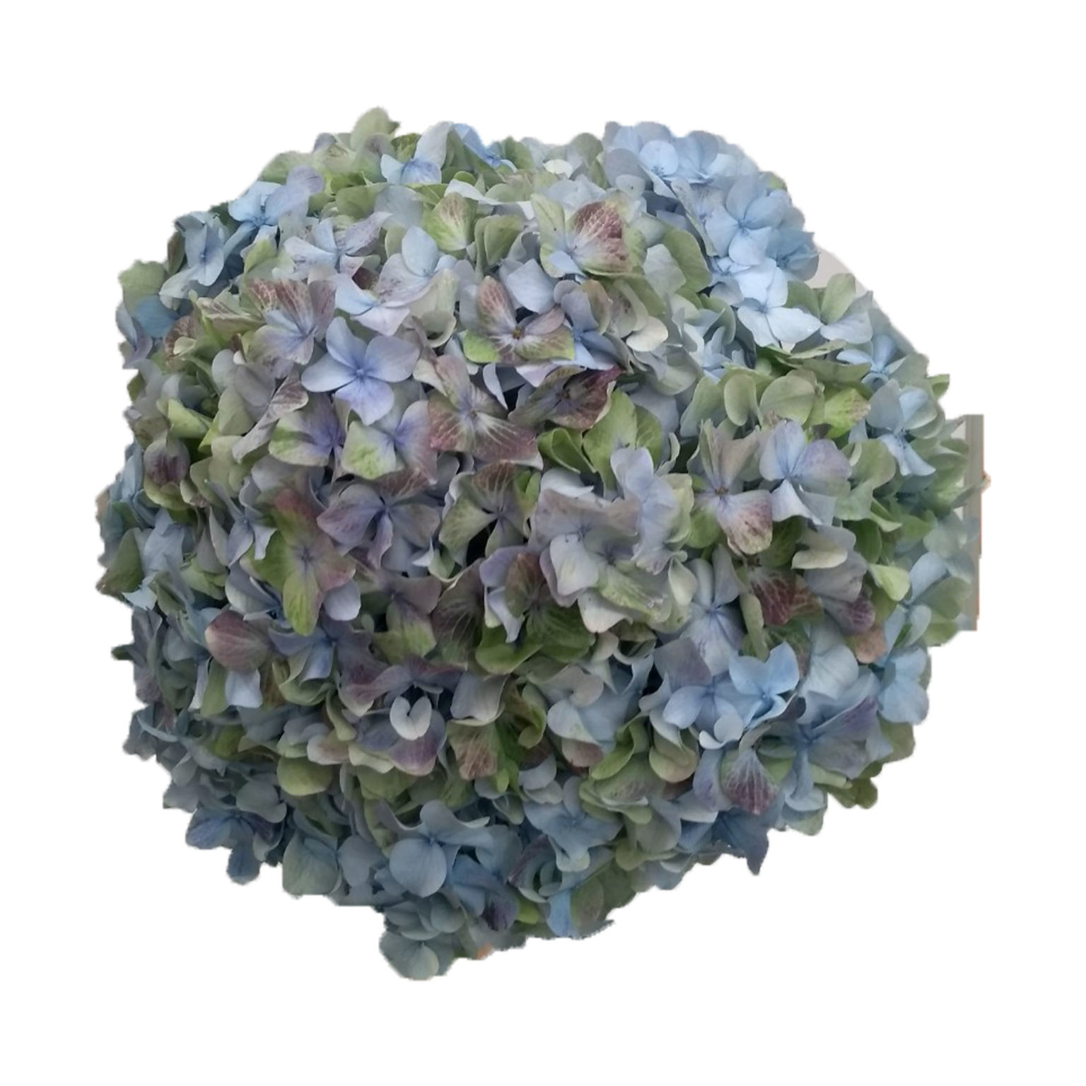 HYDRANGEA BLUE ANTIQUE – sfgardens.net