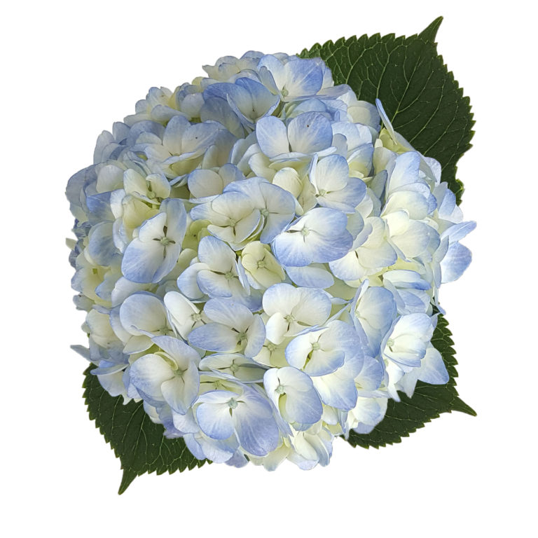 HYDRANGEA BLUE ANTIQUE Sfgardens Net   Blue 1 768x768 