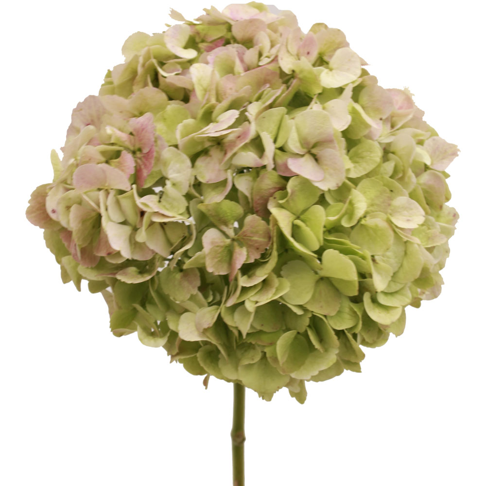 Hydrangea Antique Green – sfgardens.net