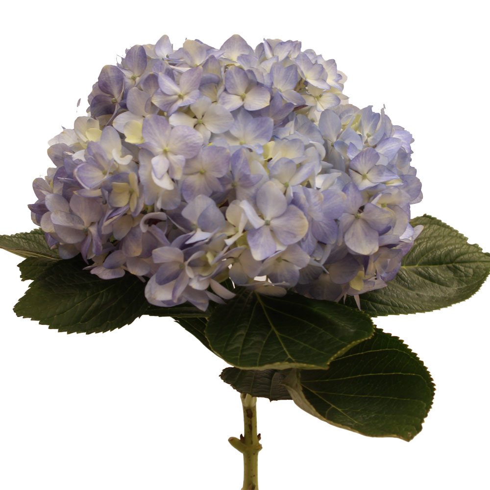 Hydrangea Blue Premium – sfgardens.net