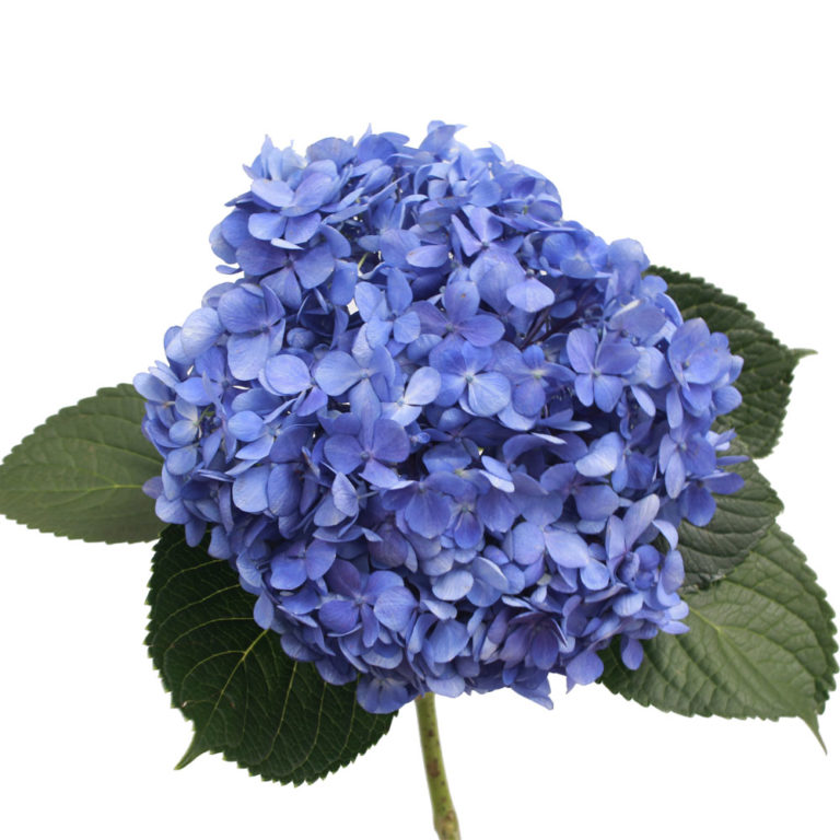 Hydrangea Shocking Blue select – sfgardens.net