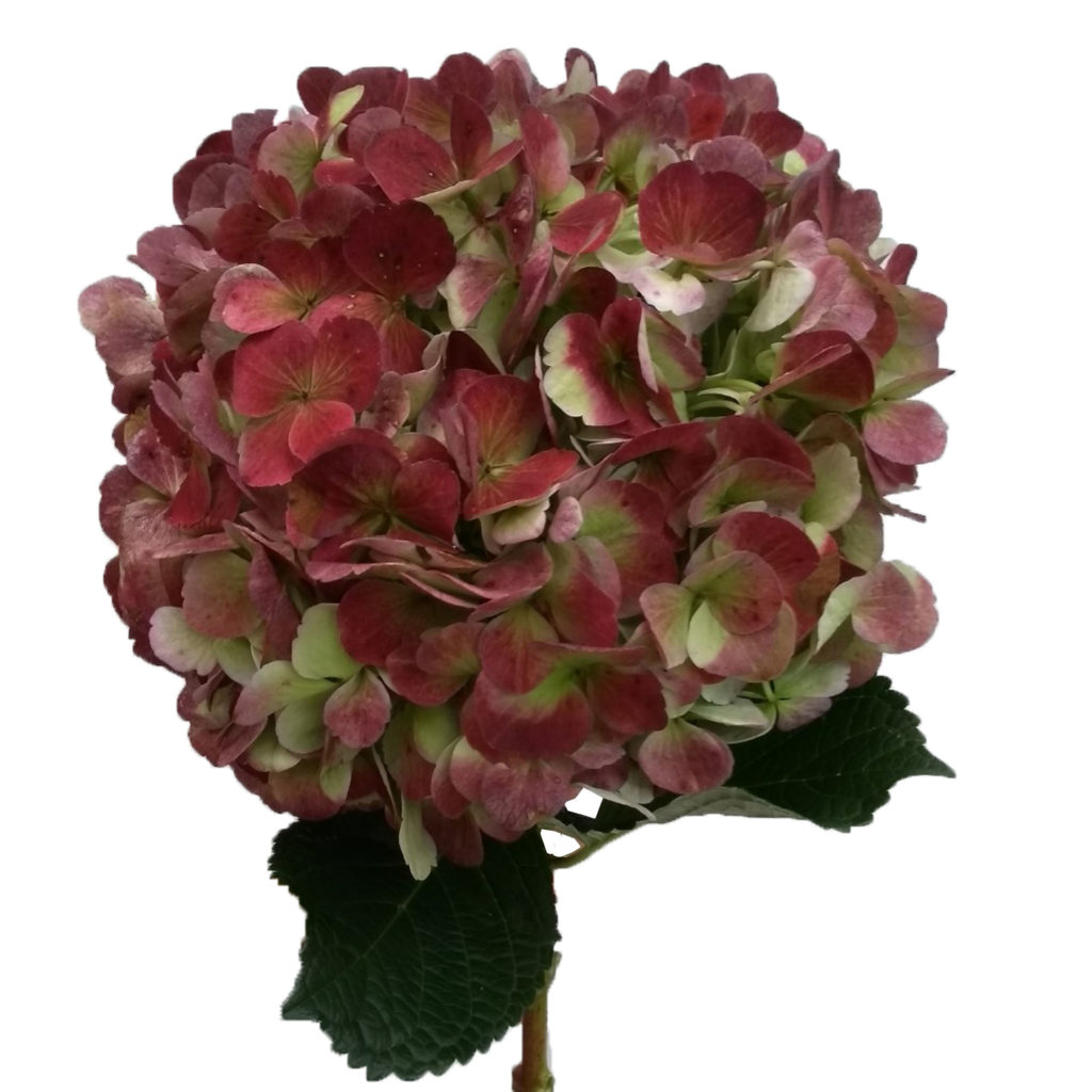 HYDRANGEA RED ANTIQUE Sfgardens Net   Redl 1024x1024 